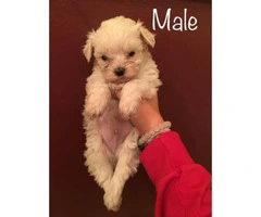 Maltipoo puppies for sale. 3 males and a couple of females. - 5
