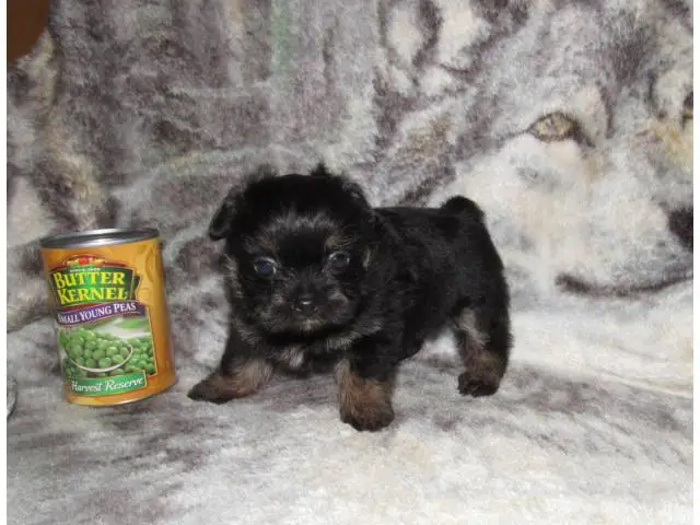 Cute Shorkie puppy for sale - 1/4