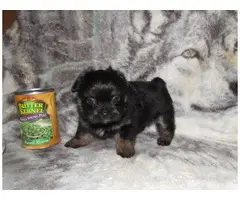 Cute Shorkie puppy for sale - 1