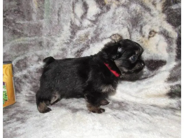 Cute Shorkie puppy for sale - 2/4
