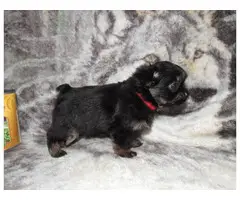 Cute Shorkie puppy for sale - 2