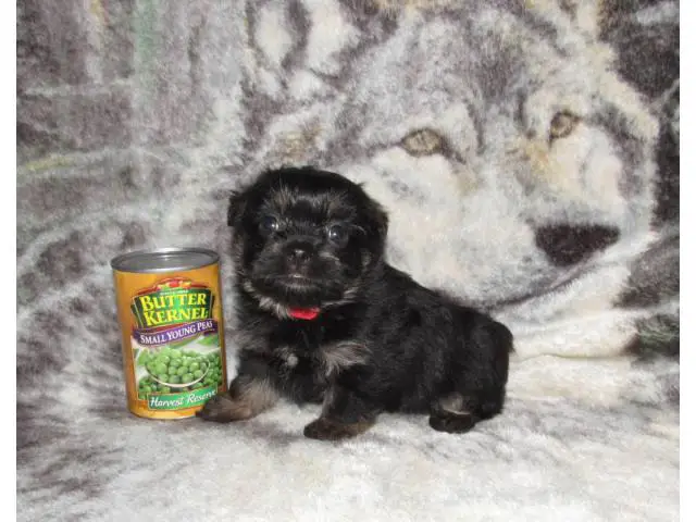 Cute Shorkie puppy for sale - 3/4