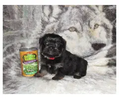 Cute Shorkie puppy for sale - 3