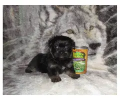 Cute Shorkie puppy for sale - 4