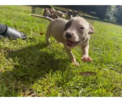 6 Pitbull puppies left - 6