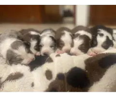 6 Aussie puppies for sale