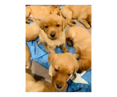 Gorgeous red Labrador retriever puppies - 1