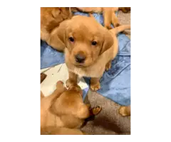 Gorgeous red Labrador retriever puppies - 4