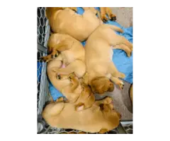 Gorgeous red Labrador retriever puppies - 5