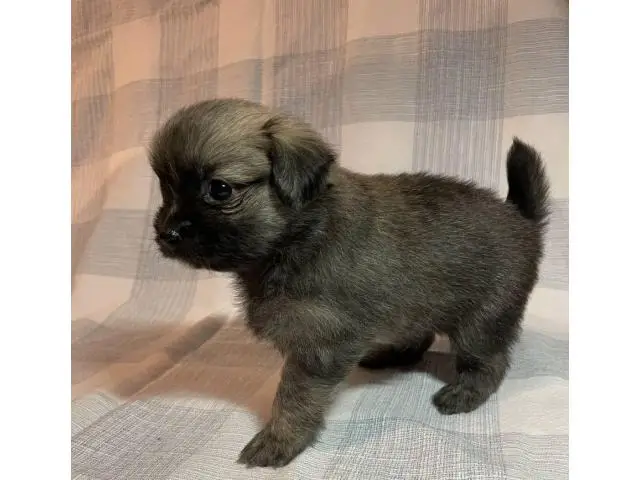 4 cute Shiranian puppies for sale - 1/9