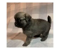 4 cute Shiranian puppies for sale