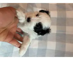 4 cute Shiranian puppies for sale - 4
