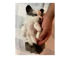4 cute Shiranian puppies for sale - 5