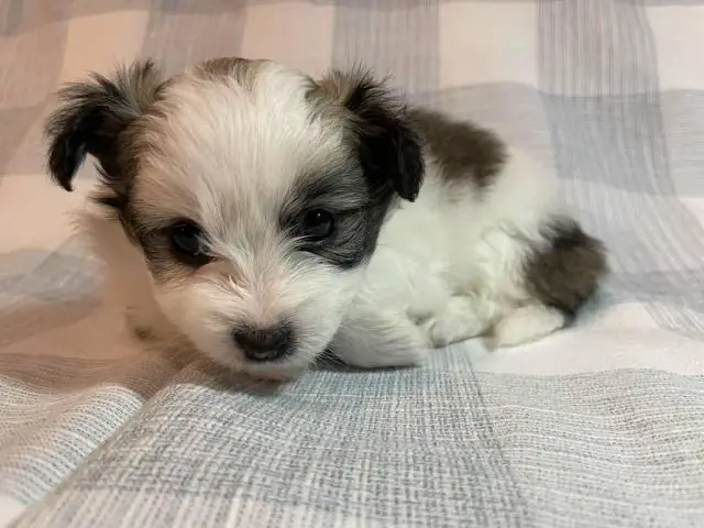 4 cute Shiranian puppies for sale - 6/9