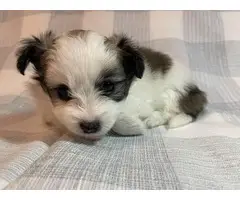 4 cute Shiranian puppies for sale - 6