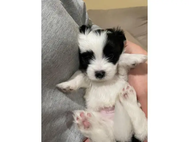 4 cute Shiranian puppies for sale - 7/9