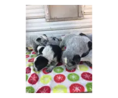 7 Blue Heeler Puppies looking for new homes