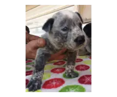 7 Blue Heeler Puppies looking for new homes - 2