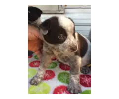 7 Blue Heeler Puppies looking for new homes - 3