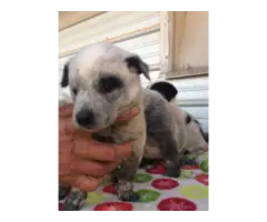7 Blue Heeler Puppies looking for new homes - 4