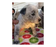 7 Blue Heeler Puppies looking for new homes - 5