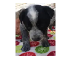 7 Blue Heeler Puppies looking for new homes - 6