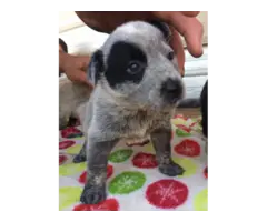 7 Blue Heeler Puppies looking for new homes - 7