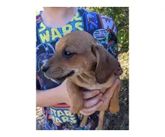 Beagle Dachshund Mix Puppies - 1