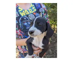 Beagle Dachshund Mix Puppies - 2