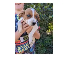 Beagle Dachshund Mix Puppies - 4