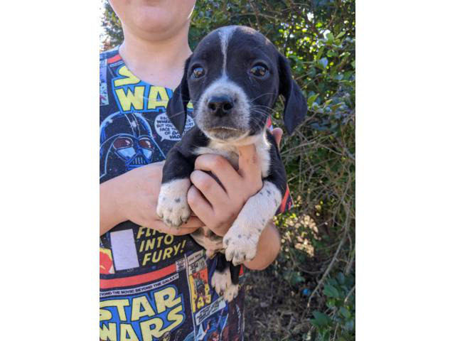 Beagle Dachshund Mix Puppies Greenville Puppies For Sale Near Me 7775