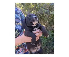 Beagle Dachshund Mix Puppies - 10