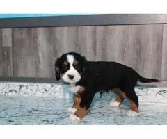 3 males Bernese Mountain Dog Ready for their new homes