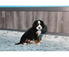 3 males Bernese Mountain Dog Ready for their new homes - 2