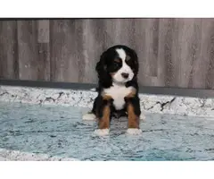 3 males Bernese Mountain Dog Ready for their new homes - 3