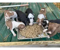 Gator Red Nose Pit bull puppies