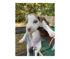 Gator Red Nose Pit bull puppies - 2