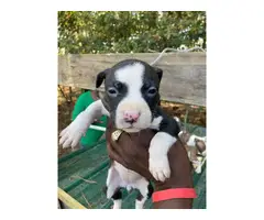 Gator Red Nose Pit bull puppies - 5