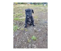 4 Labrabull puppies looking for homes - 4