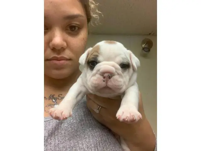 OEB puppies for sale - 2/11