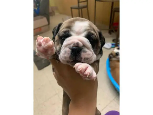 OEB puppies for sale - 6/11