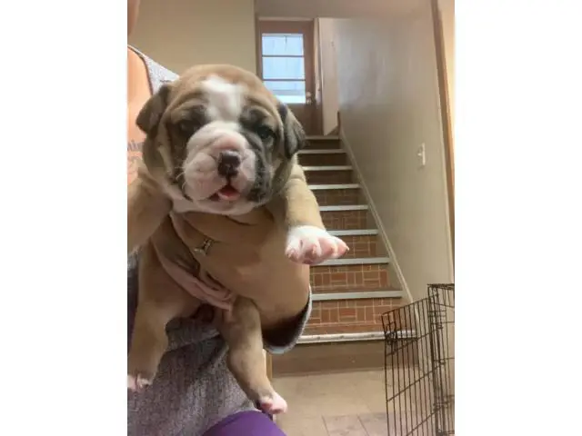 OEB puppies for sale - 8/11