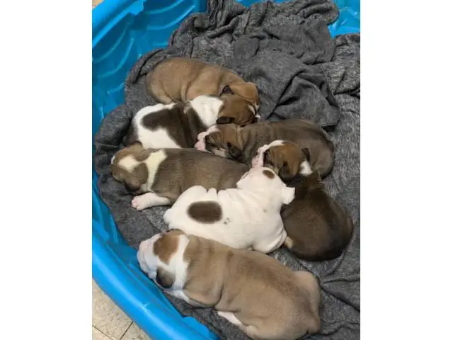 OEB puppies for sale - 9/11