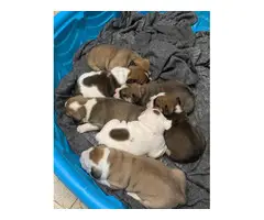 OEB puppies for sale