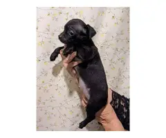 9 weeks old Black Chihuahua puppies