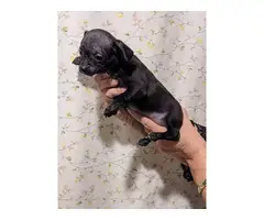 9 weeks old Black Chihuahua puppies - 3