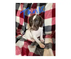 AKC GSP puppies for sale - 2