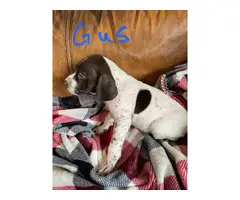 AKC GSP puppies for sale - 3