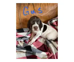 AKC GSP puppies for sale - 4