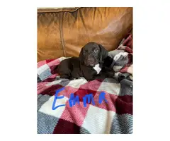 AKC GSP puppies for sale - 6